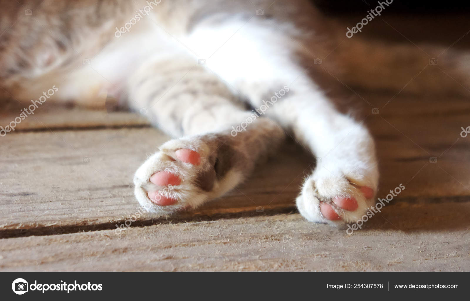 Cat S Paws Back On The Wooden Floor Striped Gray Paws Dirty