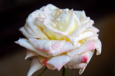 Beyaz yabani gül yakın çekim