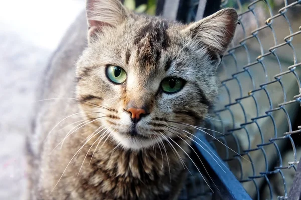 Olhar de um adulto sem-teto manchado gato — Fotografia de Stock