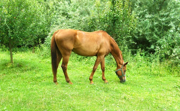 Koń jest wypas na trawniku — Zdjęcie stockowe