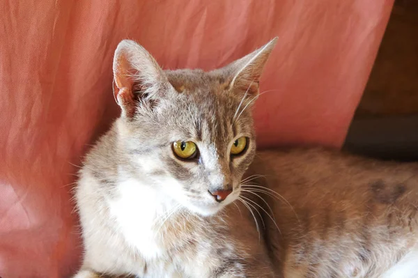 Gray cat with big ears and yellow eyes lies looking homeless pink background — Stock Photo, Image