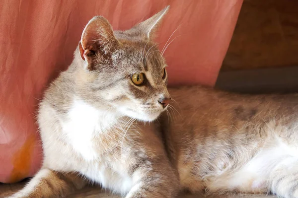 Šedá kočka s velkýma ušima a žlutýma očima leží vypadající bezdomovec růžové pozadí — Stock fotografie