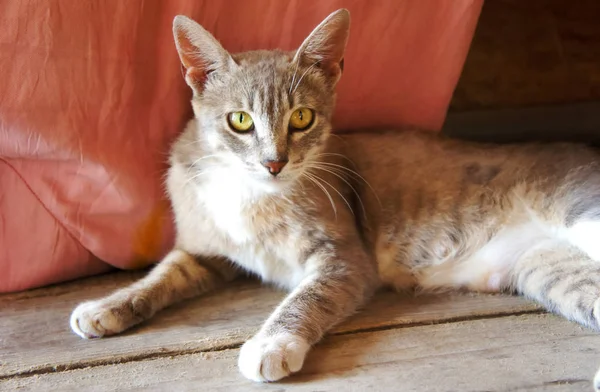 Gato cinza com orelhas grandes e olhos amarelos mentiras olhando sem-teto fundo rosa — Fotografia de Stock