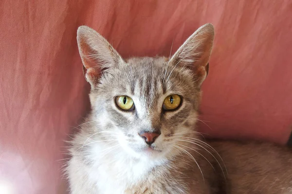 Graue Katze mit großen Ohren und gelben Augen liegt obdachlos aussehenden rosa Hintergrund — Stockfoto