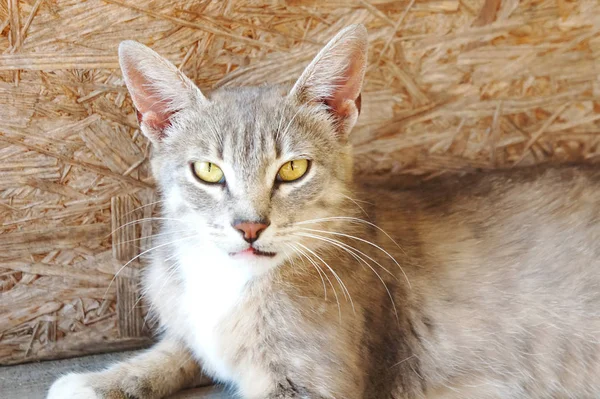 Gato de lince gris con grandes orejas y ojos amarillos está mintiendo buscando mal sin hogar —  Fotos de Stock
