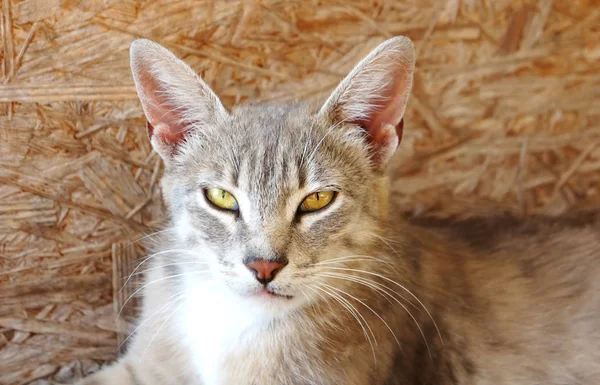 Grå katt lynx med stora öron och gula ögon ljuger tittar hemlösa onda — Stockfoto