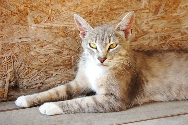 Grå katt lynx med stora öron och gula ögon ljuger tittar hemlösa onda — Stockfoto