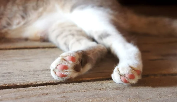 Patas de gato de nuevo en el suelo de madera rayas patas grises sucio —  Fotos de Stock