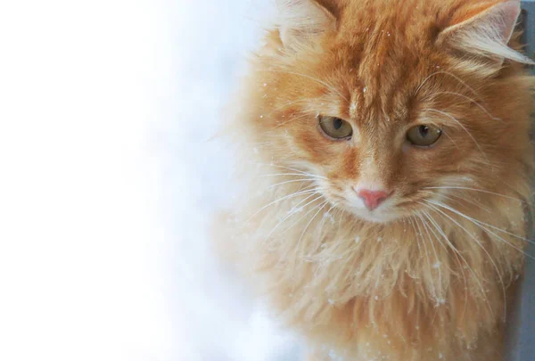 Rojo jengibre gato en la nieve close-up —  Fotos de Stock