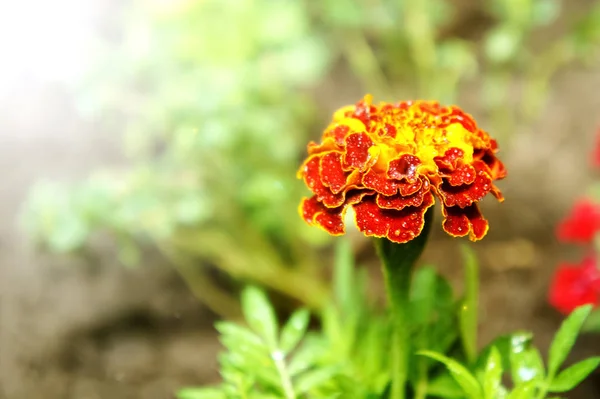 Flores Tagetes Patula Marigold no jardim em uma temporada de verão. Primavera e verão na Polônia . — Fotografia de Stock