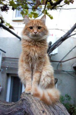 zencefil kabarık kedi kırmızı bir dal üzerinde oturan ve yukarı bakıyor, dikey fotoğraf