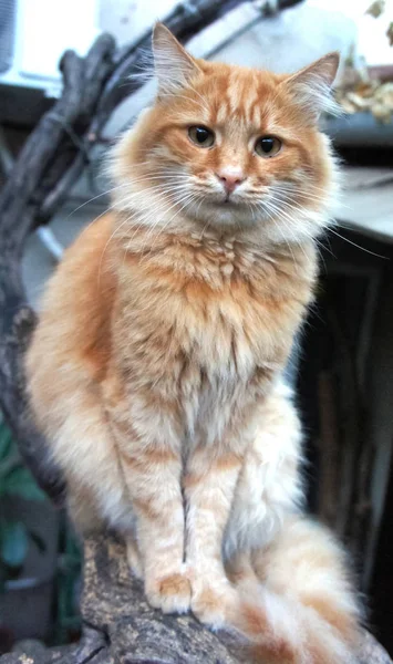 Jengibre esponjoso gato rojo sentado en una rama y mirando hacia arriba, foto vertical — Foto de Stock