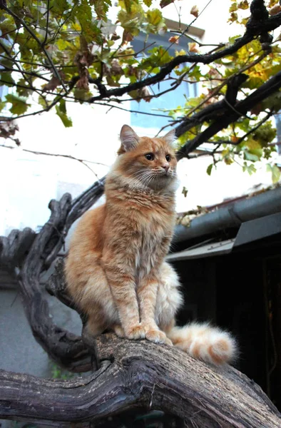 Ginger fluffy cat red sitting on a branch and looking up, vertical photo — Stock Photo, Image