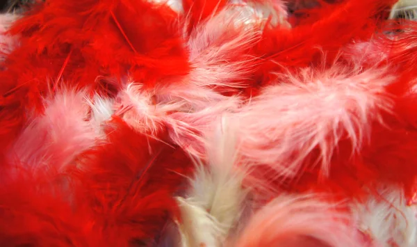 colored feathers close-up photo. red, pink, white fluffy feathers background