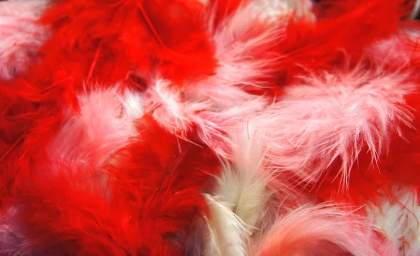 Colored feathers close-up photo. red, pink, white fluffy feathers background — Stock Photo, Image