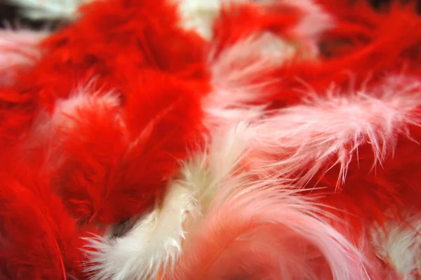 Close-up Texture Of Pink Feathers» del colaborador de Stocksy