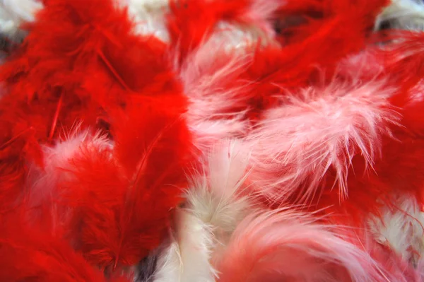 colored feathers close-up photo. red, pink, white fluffy feathers background