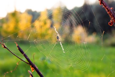 örümcek ağı veya örümcek ile örümcek ağı