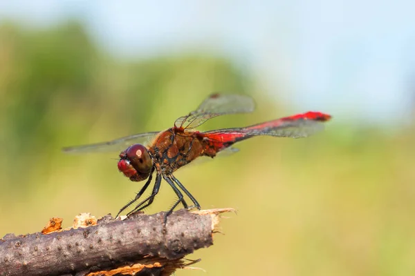 Dalda oturan kırmızı bir yusufçuk. — Stok fotoğraf