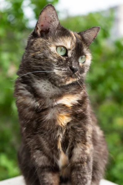 Portrait of domestic tortoiseshell cat on nature background — Stock Photo, Image