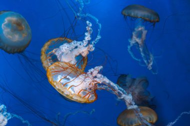Bir grup Chrysaora fuscescens ya da Pasifik deniz ısırganları akvaryumun derin mavi sularında zarifçe sürükleniyorlar. Hayvan, su canlısı, sualtı yaşamı, biyolojik çeşitlilik