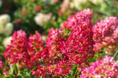 Çiçek açan pembe hortensiya, güneşli arka planda panikleyen ortanca çiçekleri, narin yapraklar ve yemyeşil yapraklar sergiliyor. Çiçek sahnesi, botanik, bahçe ve doğa temaları..