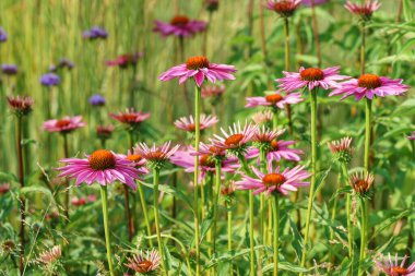 Çiçek açan pembe ekinezya, yaz mevsiminde çiçek açar, doğal tarlada ya da bahçe arka planında dimdik durur. Bahçıvanlık, bitki yetiştirme, şifalı bitkiler.