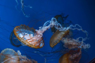 Bir grup Chrysaora fuscescens ya da Pasifik deniz ısırganları akvaryumun derin mavi sularında zarifçe sürükleniyorlar. Hayvan, su canlısı, sualtı yaşamı, biyolojik çeşitlilik
