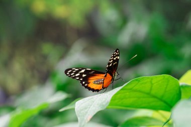 Heliconius hekale, kaplan longwing, Hecale longwing, altın uzun kanat veya bahçe arka planında yeşil yaprağın üzerinde oturan altın sarmal kelebek. Siyah ve turuncu kanatlı kelebek yaklaş, makro. 