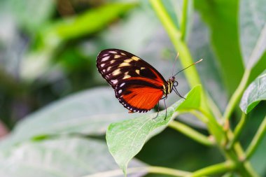 Heliconius hekale, kaplan longwing, Hecale longwing, altın uzun kanat veya bahçe arka planında yeşil yaprağın üzerinde oturan altın sarmal kelebek. Siyah ve turuncu kanatlı kelebek yaklaş, makro.