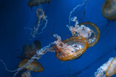 Bir grup Chrysaora fuscescens ya da Pasifik deniz ısırganları akvaryumun derin mavi sularında zarifçe sürükleniyorlar. Hayvan, su canlısı, sualtı yaşamı, biyolojik çeşitlilik