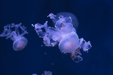 Bir grup Phyllorhiza punctata ya da Avustralya benekli denizanası akvaryumun derin mavi sularında zarafetle sürükleniyorlar. Hayvan, su canlısı, sualtı yaşamı, biyolojik çeşitlilik