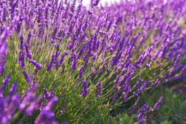 Lavanta çalıları sıralanmış, ılık güneş ışığı altında yumuşak günbatımı arkaplanlı huzurlu mor ve yeşil yaz tarlasında çiçek açıyor. Peyzaj, doğal arka plan, bitkisel duvar kağıdı