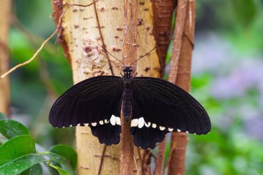 Erkek Mormon, Papilio politleri, Kırlangıç Kelebeği, Papilionidae ailesi bahçe arka planında yeşil yaprak üzerinde oturuyor. Siyah beyaz kanatlı kelebek yaklaş, makro.
