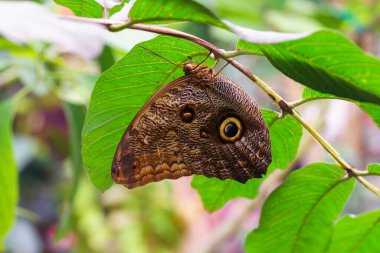 Caligo memnon, baykuş kelebeği bahçe arka planında yeşil yaprağın üzerinde oturuyor. Kahverengi kanatlı büyük kelebek, Nymphalidae. Yaklaş, makro..