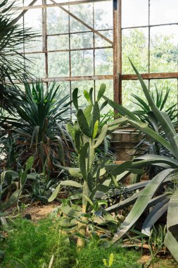 Opuntia ve yeşil kaktüs bitkileri sera bahçesi ve çeşitli bitki örtülerini gün ışığında sergiler. Parlak gün ışığı büyük cam pencerelerden içeri girer. Seranın içi, turuncu.