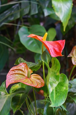 Kırmızı Anthurium Andreanum çiçek açan bitki yakın planda, tropikal arkaplanda. Tailflower, flamingo çiçeği, laceleaf. Bitki yetiştiriciliği, ev bitkisi, süs bahçesi.