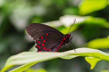 Pembe benekli sığır kalbi kelebeği Parides Photinus, Papilionidae ailesi bahçe arka planında yeşil yaprağın üzerinde oturuyor. Siyah ve kırmızı kanatlı kelebek yaklaş, makro.