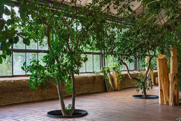 Çağdaş botanik iç tasarımında güneş ışığıyla aydınlatılan yeşil yapraklı dekoratif ağaçlar. Seranın içindeki büyük pencerelerden gelen doğal ışık, ahşap zeminli portakallar..