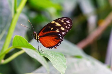 Heliconius hekale, kaplan longwing, Hecale longwing, altın uzun kanat veya bahçe arka planında yeşil yaprağın üzerinde oturan altın sarmal kelebek. Siyah ve turuncu kanatlı kelebek yaklaş, makro.