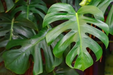 Yaklaş, parlak yeşil canavar macro deliciosa ya da İsviçre Peynir Bitkisi yaprağı tropikal kapalı mekan ortamında yumuşak ışık ile doğal delikler. Doğal arkaplan, bitki duvar kağıdı