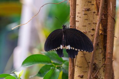 Erkek Mormon, Papilio politleri, Kırlangıç Kelebeği, Papilionidae ailesi bahçe arka planında yeşil yaprak üzerinde oturuyor. Siyah beyaz kanatlı kelebek yaklaş, makro.