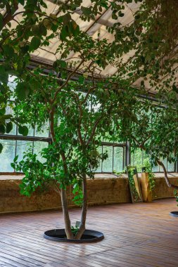 Çağdaş botanik iç tasarımında güneş ışığıyla aydınlatılan yeşil yapraklı dekoratif ağaçlar. Seranın içindeki büyük pencerelerden gelen doğal ışık, ahşap zeminli portakallar..