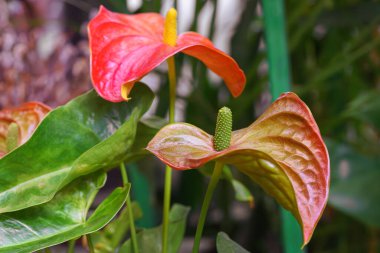 Kırmızı Anthurium Andreanum çiçek açan bitki yakın planda, tropikal arkaplanda. Tailflower, flamingo çiçeği, laceleaf. Bitki yetiştiriciliği, ev bitkisi, süs bahçesi.