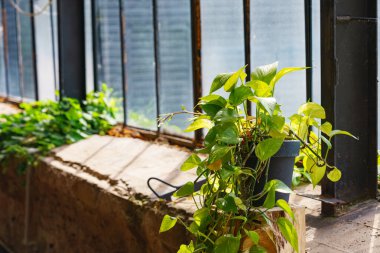 Parlak yeşil saksı bitkisi, Epipremnum aureum. Kapalı alanlarda büyüyen taze yapraklar. Güneş ışığında büyük pencerenin yanında.
