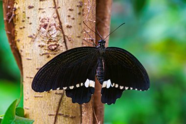 Erkek Mormon, Papilio politleri, Kırlangıç Kelebeği, Papilionidae ailesi bahçe arka planında yeşil yaprak üzerinde oturuyor. Siyah beyaz kanatlı kelebek yaklaş, makro.
