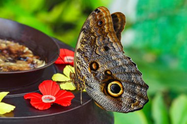 Caligo memnon, baykuş kelebeği bahçedeki yeşil yaprağın üzerinde oturuyor ve arka planda besleniyor. Kahverengi kanatlı büyük kelebek, Nymphalidae. Yaklaş, makro..
