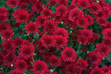 Koyu kırmızı, koyu renk Koreli bahçe kasımpatı çiçekleri tam sonbahar çiçekleri, sonbahar bahçesinde, parlak mevsimlik çiçek arkaplanı, duvar kağıdı