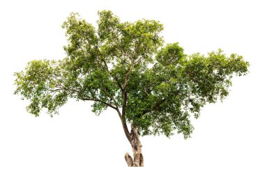 Beyaz arka plan üzerinde izole ağaçlarının koleksiyon