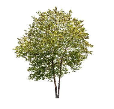 Beyaz arka plan üzerinde izole ağaçlarının koleksiyon